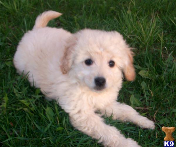 Puppies in Centerburg